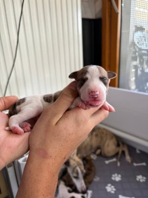 Les chiots de Whippet