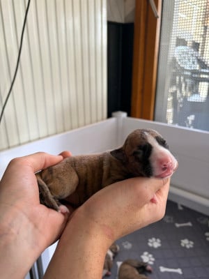 Les chiots de Whippet