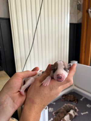 Les chiots de Whippet