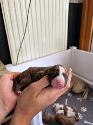 Les chiots de Whippet