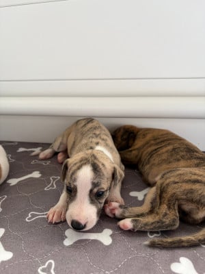 Les chiots de Whippet