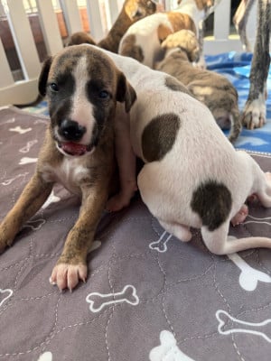 Les chiots de Whippet