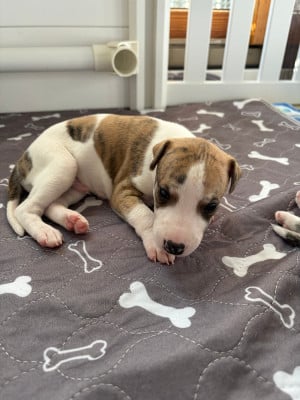 Les chiots de Whippet
