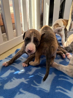 Les chiots de Whippet