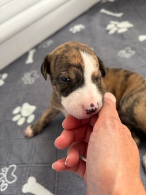 Les chiots de Whippet