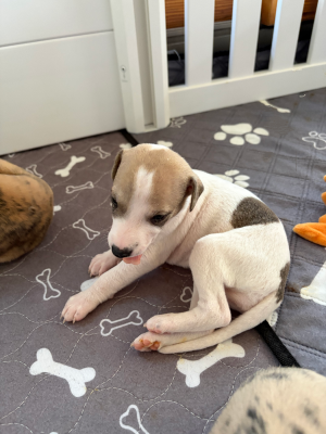Les chiots de Whippet
