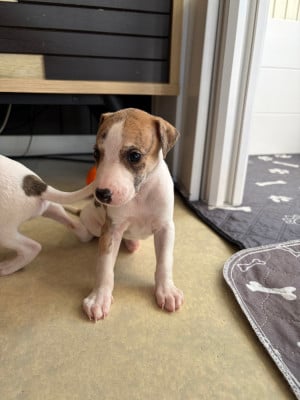 Les chiots de Whippet