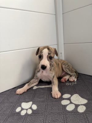 Les chiots de Whippet