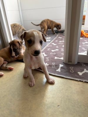 Les chiots de Whippet