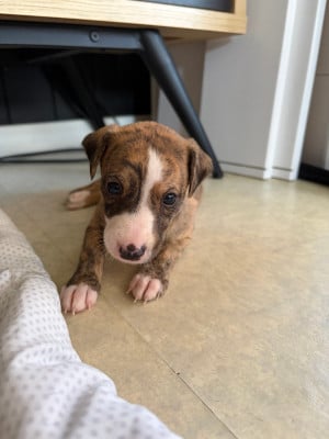 Les chiots de Whippet