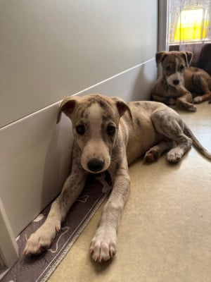 Les chiots de Whippet