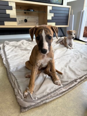 Les chiots de Whippet