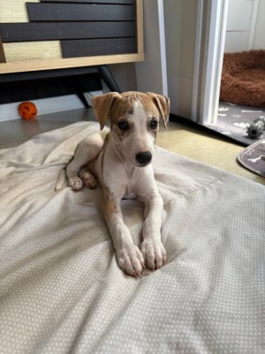 Les chiots de Whippet