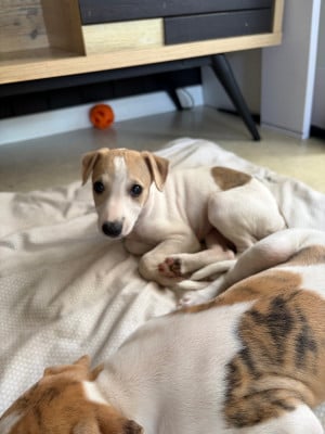 Les chiots de Whippet