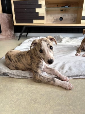 Les chiots de Whippet