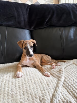 Les chiots de Whippet