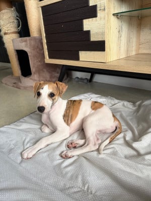 Les chiots de Whippet