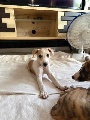Les chiots de Whippet