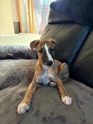 Les chiots de Whippet