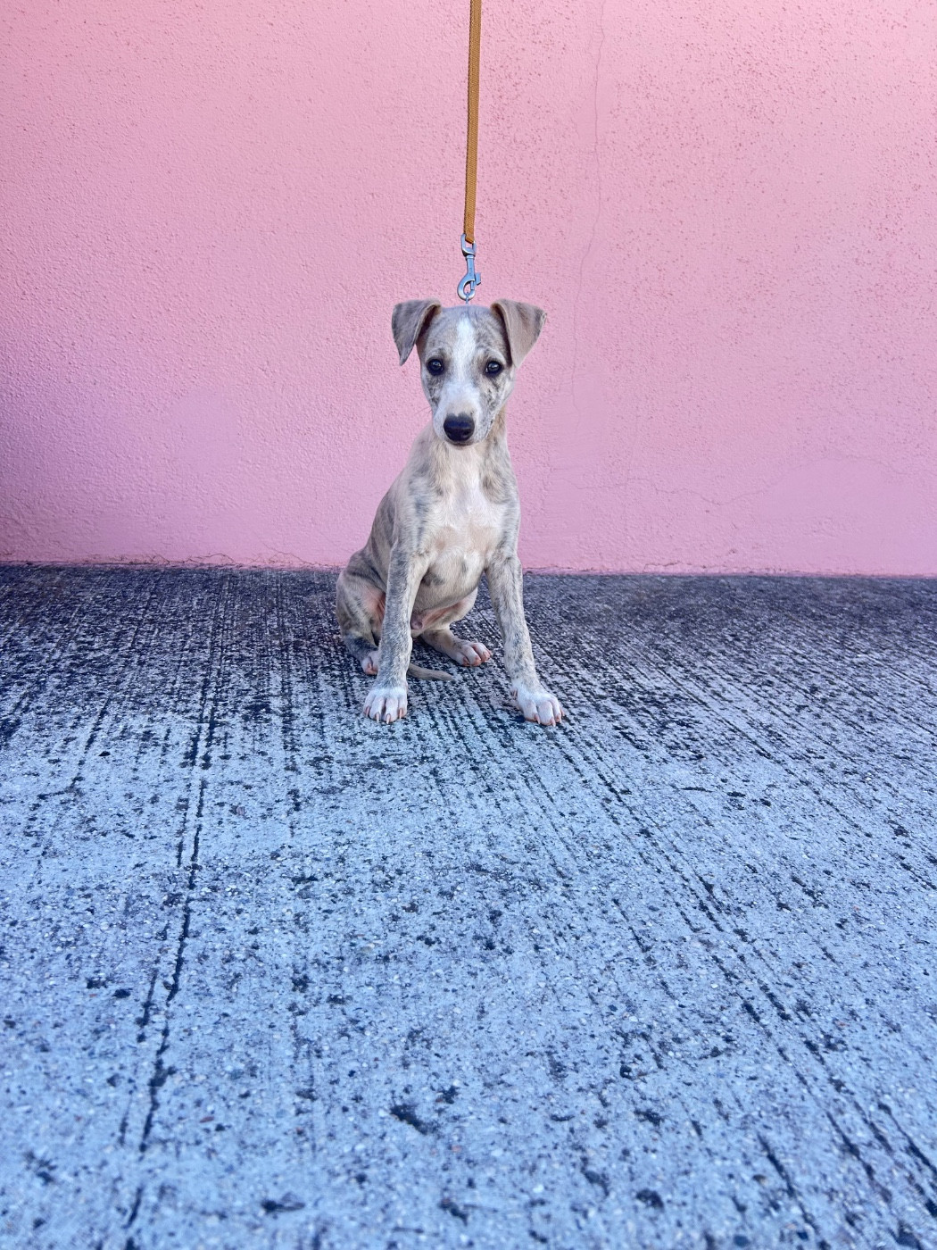 Blue Diamond - Whippet