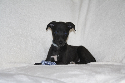 Les chiots de Whippet