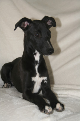 Les chiots de Whippet