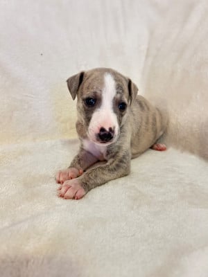 Les chiots de Whippet