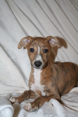 Les chiots de Whippet