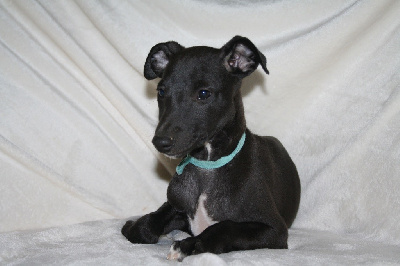 Les chiots de Whippet