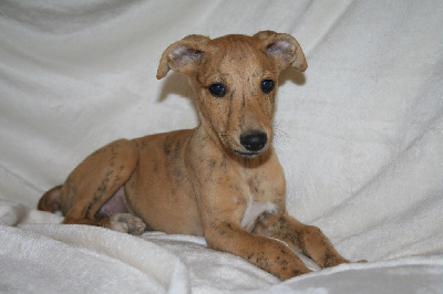 Les chiots de Whippet