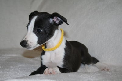 Les chiots de Whippet