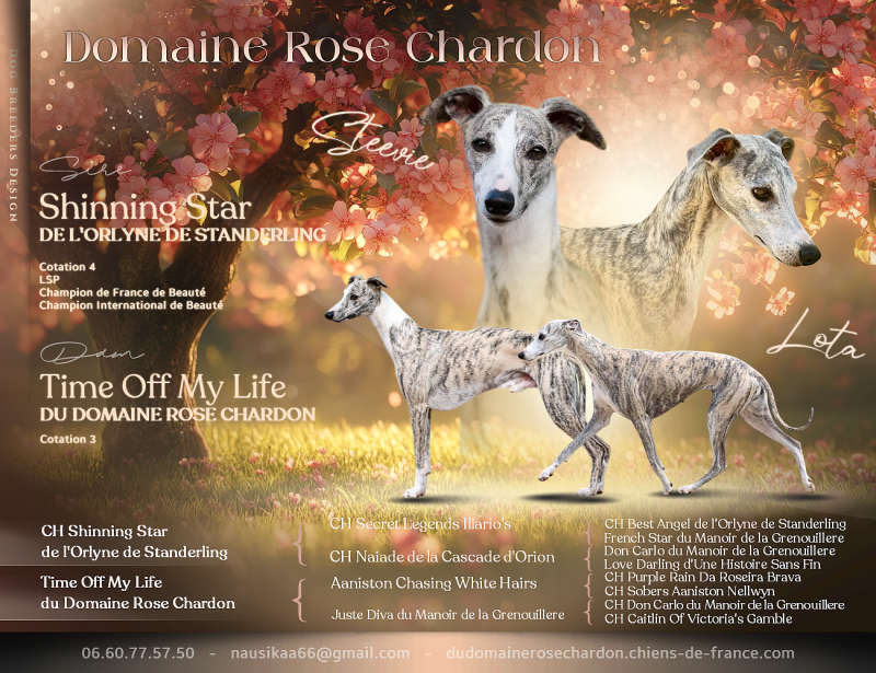Whippet - Du Domaine Rose Chardon