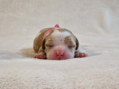 Les chiots de Cavalier King Charles Spaniel