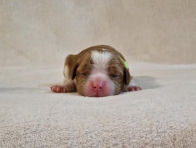 Les chiots de Cavalier King Charles Spaniel