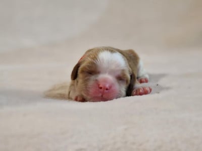 Les chiots de Cavalier King Charles Spaniel