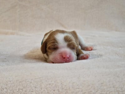 Les chiots de Cavalier King Charles Spaniel