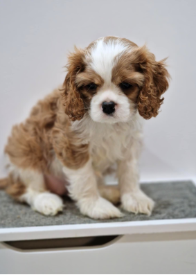 Les chiots de Cavalier King Charles Spaniel