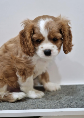 Les chiots de Cavalier King Charles Spaniel