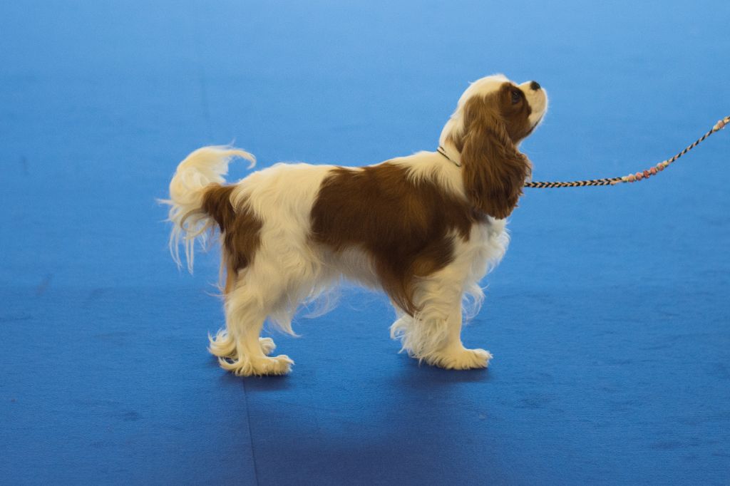 CH. Own my dream coleen de castel peyrac - 1 Excellent - Meilleur de sexe opposé