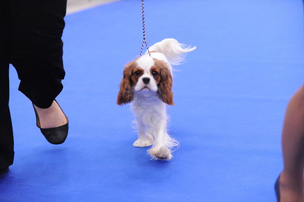 CH. Own my dream coleen de castel peyrac - 4ème Excellent