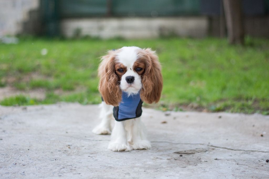 CH. Own my dream coleen de castel peyrac - 2ème Excellent