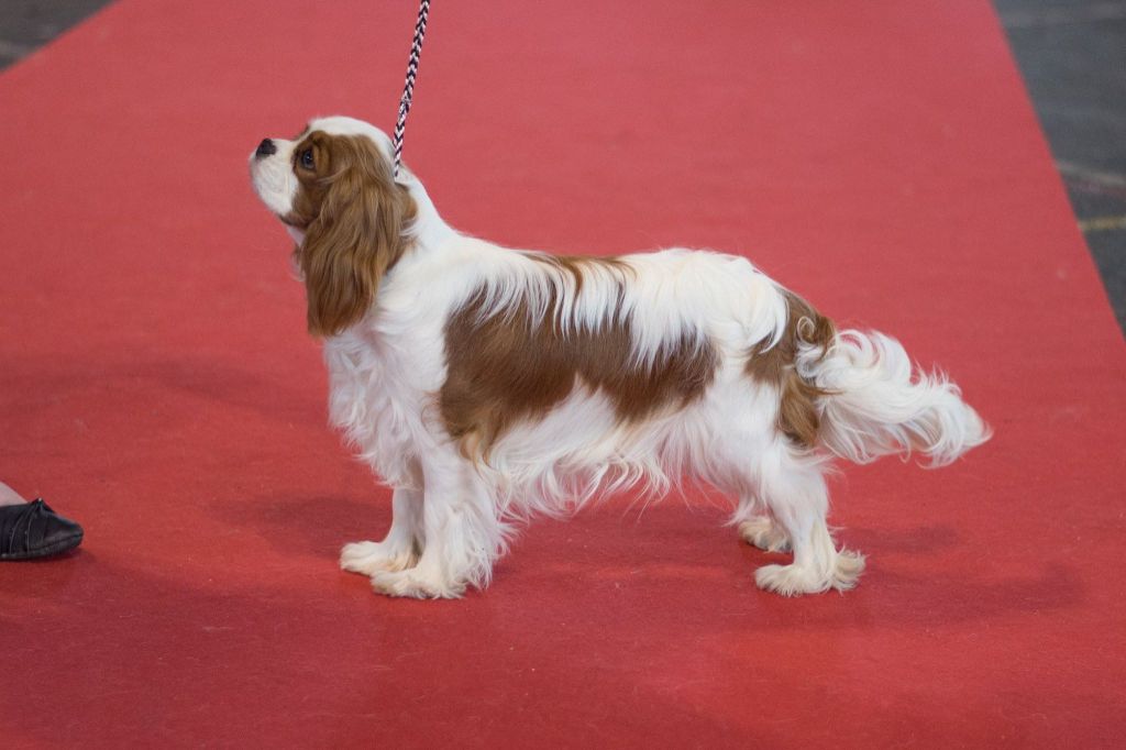 CH. Own my dream coleen de castel peyrac - 1er Très prometteur - Meilleur Puppy