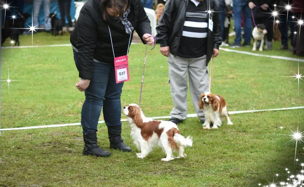 CH. Own my dream coleen de castel peyrac - 1 excellent - Meilleur Jeune