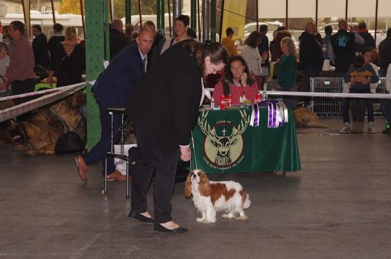 CH. Own my dream coleen de castel peyrac - 1er Excellent - CACS