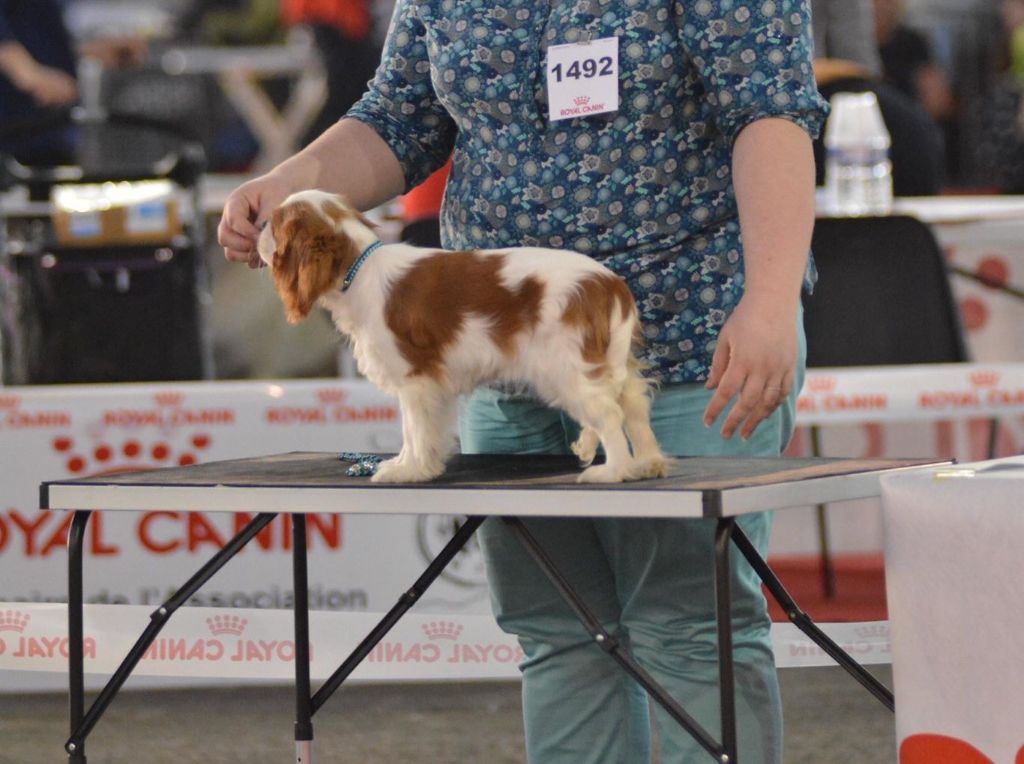 CH. Own my dream coleen de castel peyrac - 1er Très prometteur - Meilleur Baby