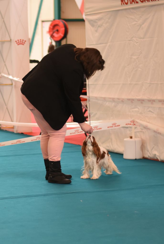 CH. Own my dream coleen de castel peyrac - 1er Excellent - MEILLEUR JEUNE