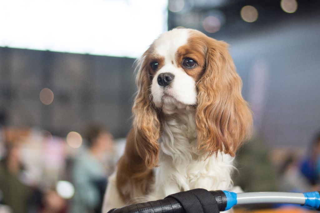 CH. Own my dream coleen de castel peyrac - 1 excellent - CAC