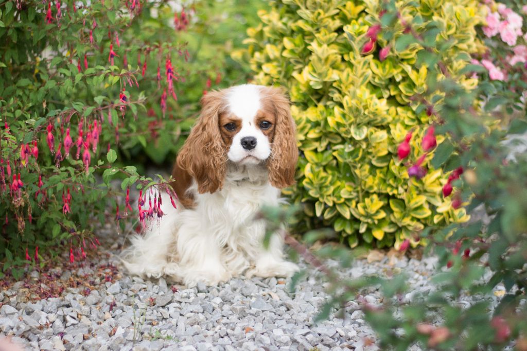 CH. Own my dream coleen de castel peyrac - 3ème Excellent