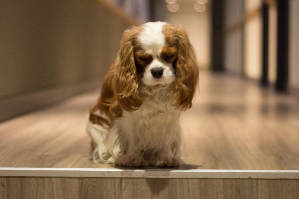 CH. Own my dream coleen de castel peyrac - 2ème - Très Bon