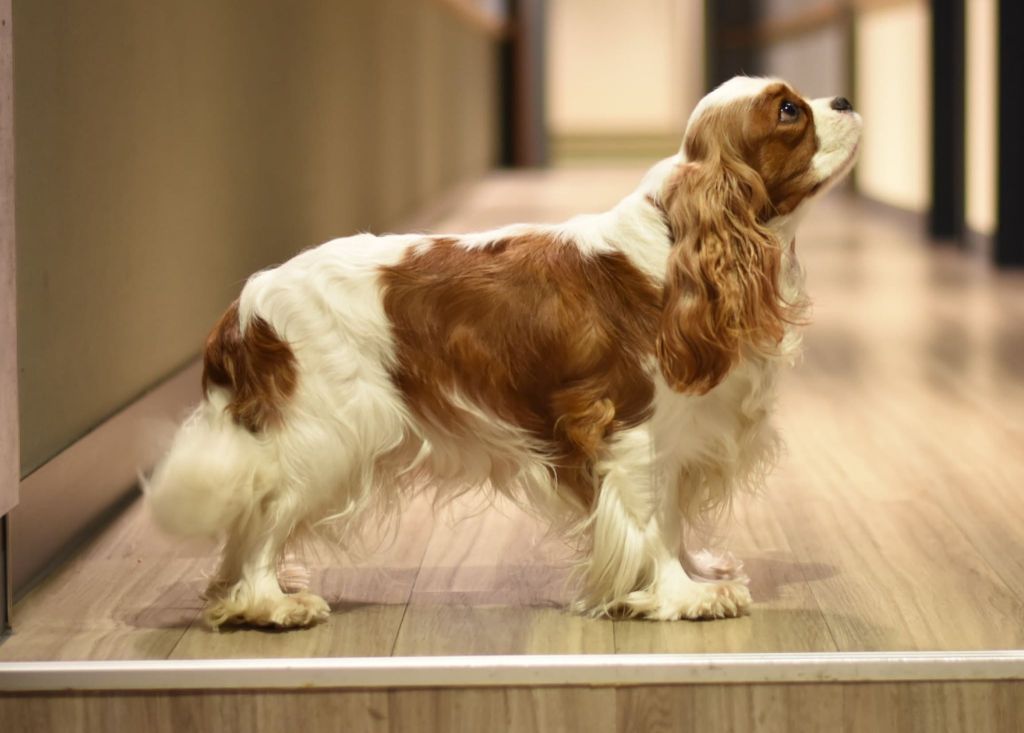 CH. Own my dream coleen de castel peyrac - 1er Excellent - CAC - RCACIB